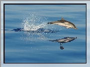 Delfin, Ocean, Odbicie