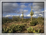 Pustynia, Kaktusy, Opuncje, Karnegia olbrzymia, Saguaro, Chmury, Park Narodowy Saguaro, Stan Arizona, Stany Zjednoczone