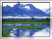 Góry, Jezioro, Łabędzie, Alaska