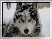 Pies, Husky, Śnieg