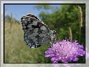 Motyl, Polowiec Szachownica, Kwiat, Łąka