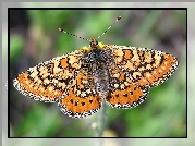 Motyl, Przeplatka aurinia