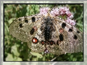 Motyl, Błyszczące, Skrzydła, Kwiat