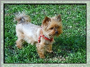 Yorkshire Terrier,
