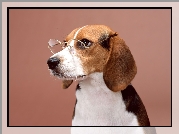 Okulary, Beagle