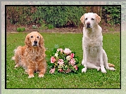 Dwa, Psy, Golden retriever, Labrador retriever, Bukiet, Róż