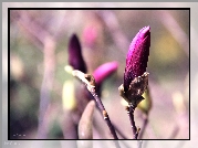 Fioletowa, Magnolia