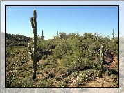 Pustynia, Wickenburg, Arizona