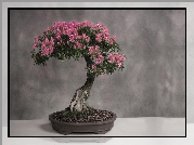 Małe, Drzewko, Bonsai