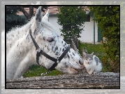 Koń, Zagroda, Płot, Kotek