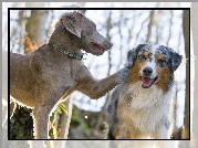 Wyżeł weimarski,  Owczarek australijski, Australian shepherd