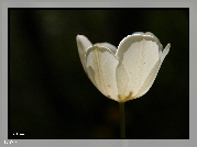 Biały, Tulipan