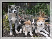 Akita, Szczęśliwa, Psia, Rodzinka