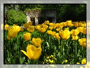 Żółte, Tulipany, Altana