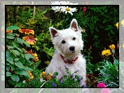 Biały, Pies, West highland white terrier, Kwiatki, Ogród