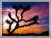 Stany Zjednoczone, Stan Kalifornia, Park Narodowy Joshua Tree, Drzewo Jozuego, Jukka krótkolistna