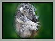 Miś, Koala, Drzewo, Grafika