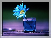 Niebieski, Kwiatek, Szklanka, Woda