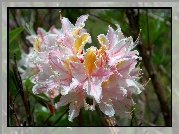 Różanecznik, Zachodni, Rhododendron, Occidentale