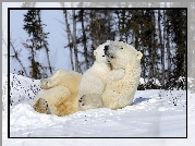 Niedźwiedzie, Polarne, Zabawa
