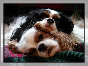 Dwa, Psy, Cavalier King Charles spaniel