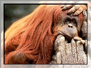 Smutna, Małpa, Orangutan