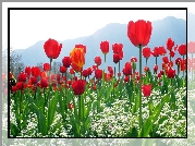 Czerwone, Tulipany, Białe, Kwiatki, Góry