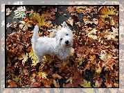 Biały, Piesek, West Highland White Terrier