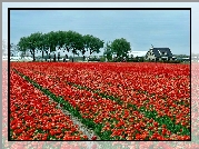 Holandia, Pole, Tulipany