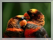 Dwie, Papużki