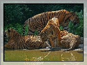 Tygrysy, Woda, Zieleń