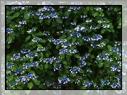 Niebieskie, Kwiaty, Listki
