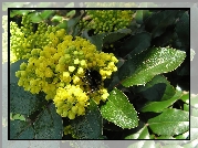 Mahonia, Liście, Trzmiel