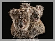 Dwa, Misie, Koala