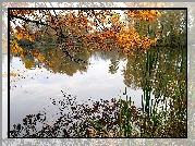 Jezioro, Jesień, Zarośla