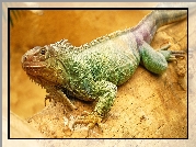 Kolorowa, Iguana