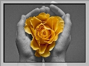 Róża, Żółta, Dłonie