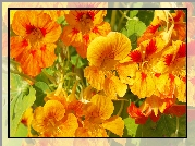 Żółto, Pomarańczowe, Kwiaty