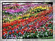 Pole, Kwiatowe, Tulipany