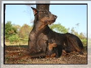 Duży, Doberman, Mały, Pinczer