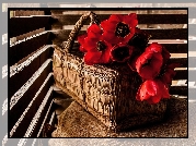 Koszyk, Czerwone, Tulipany