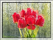 Czerwone, Tulipany, Szyba, Deszcz