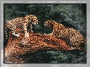 Jaguary, Walka, Konar