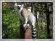 Lemur, Słupek, Liny, Drzewa