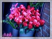 Różowe, Róże, Kubełek, Ściana