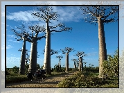 Drzewa, Baobaby, Droga, Wóz