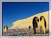 Pingwiny, Antarktyda, Góra