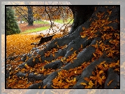 Jesień, Drzewo, Korzenie, Liście