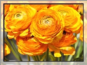 Ranunkulus Azjatycki, Jaskier, Kwiaty
