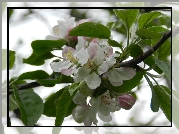 Kwitnące, Drzewo, Owocowe, Jabłoń